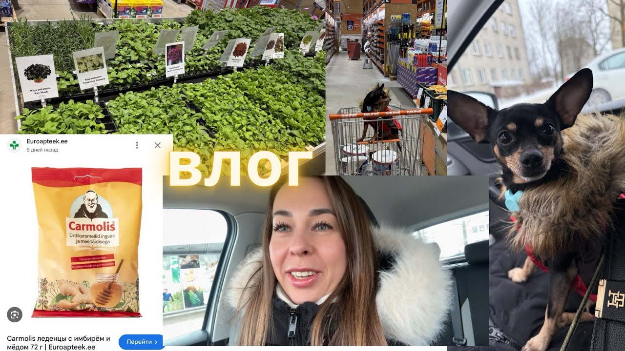курточка для Дизи 🐶 |🪴Bauhof | 🍃Цены на семена в Эстонии | Кармолис от горла | Зачем я снимаю видео?