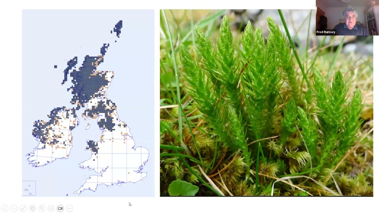 Clubmosses of Ireland and Britain, with Fred Rumsey