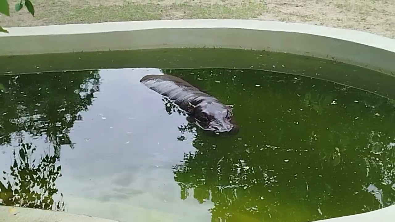 Братиславский зоопарк 2025. Zoo Bratislava