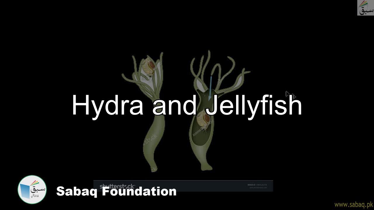 Hydra, Jelly Fish, Biology Lecture | Sabaq.pk