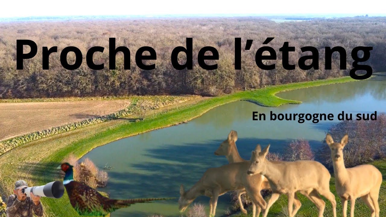 Proche de l' étang