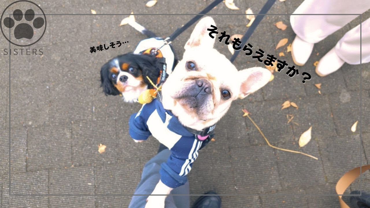 中野の犬イベントに行ったら、飼い主ばっかり食べてて困惑する愛犬たちw