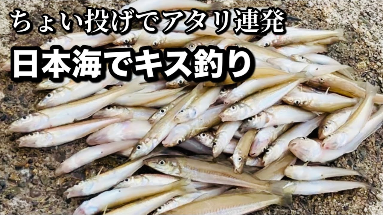 小5次男とちょい投げでアタリ連発 日本海でキス釣り 2025年7月