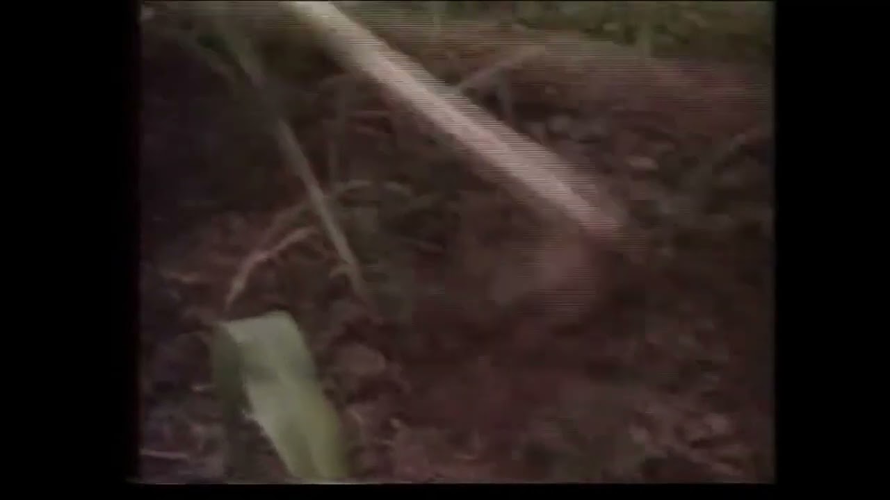 ყუმურის ნადური - Naduri (Fieldwork song) of village Qumuri (Georgia - Imereti region)