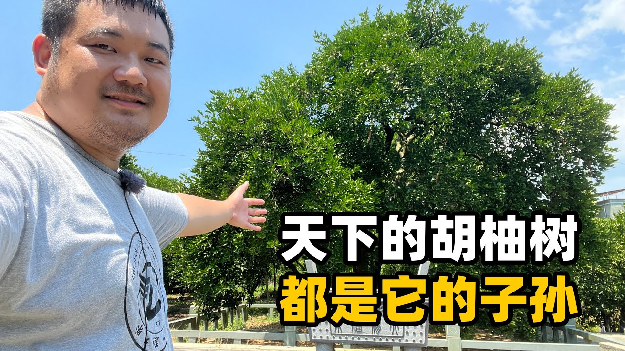浙江常山澄潭村：这里是胡柚的发源地，村里有棵胡柚祖宗树