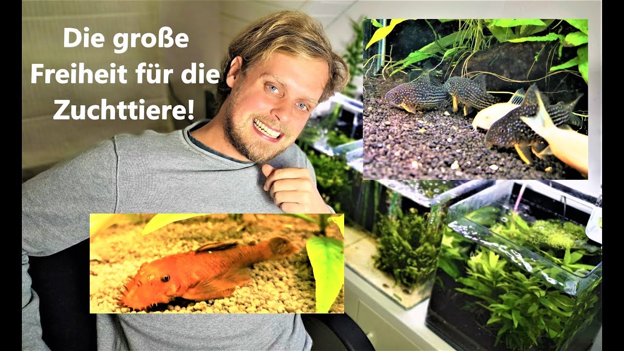 Die große Freiheit für die Zuchttiere - Schonendes Umsetzen ist situationsabhängig!