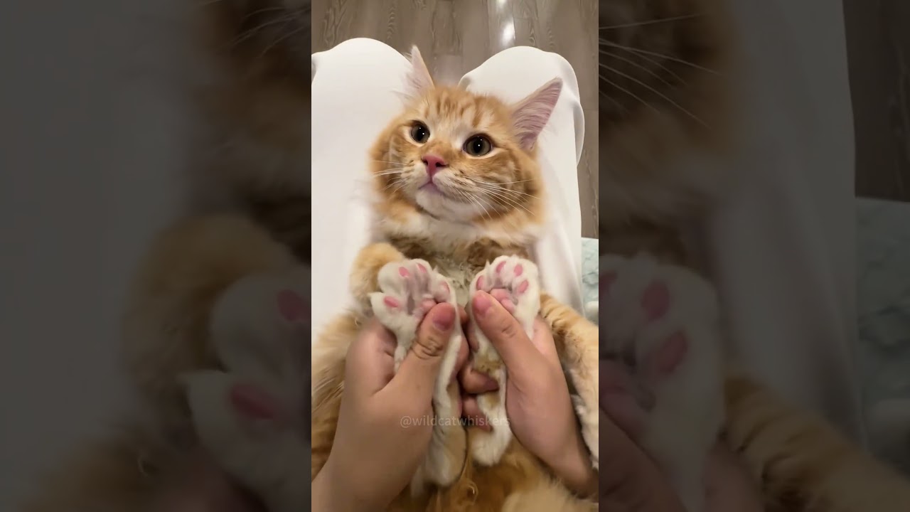 Cat paws are so cute 🥰😺#pets #cat #funny #funnyvideos #cute #love #cats