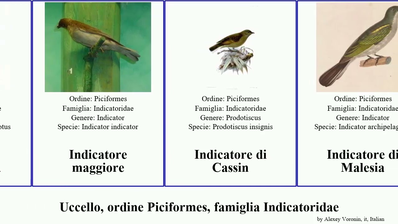 Uccello, ordine Piciformes, famiglia Indicatoridae indicatore bird maggiore minore Futuremono