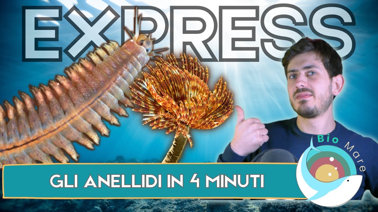 ANELLIDI: UN ALTRO GRANDE GRUPPO DI VERMI MARINI IN 4 MINUTI - BIOMARE EXPRESS - SUB H2O