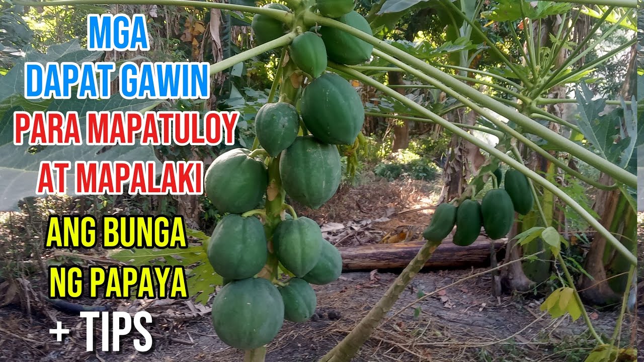 MGA DAPAT GAWIN PARA MAPATULOY AT MAPALAKI ANG BUNGA NG PAPAYA