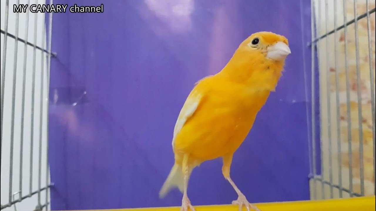 Best orange canary singing ever - LIVE songs for training and breeding