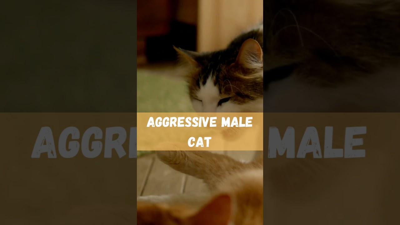 Decoding Male Cat Aggression: Exploring the Causes and Solutions for Feline Aggression