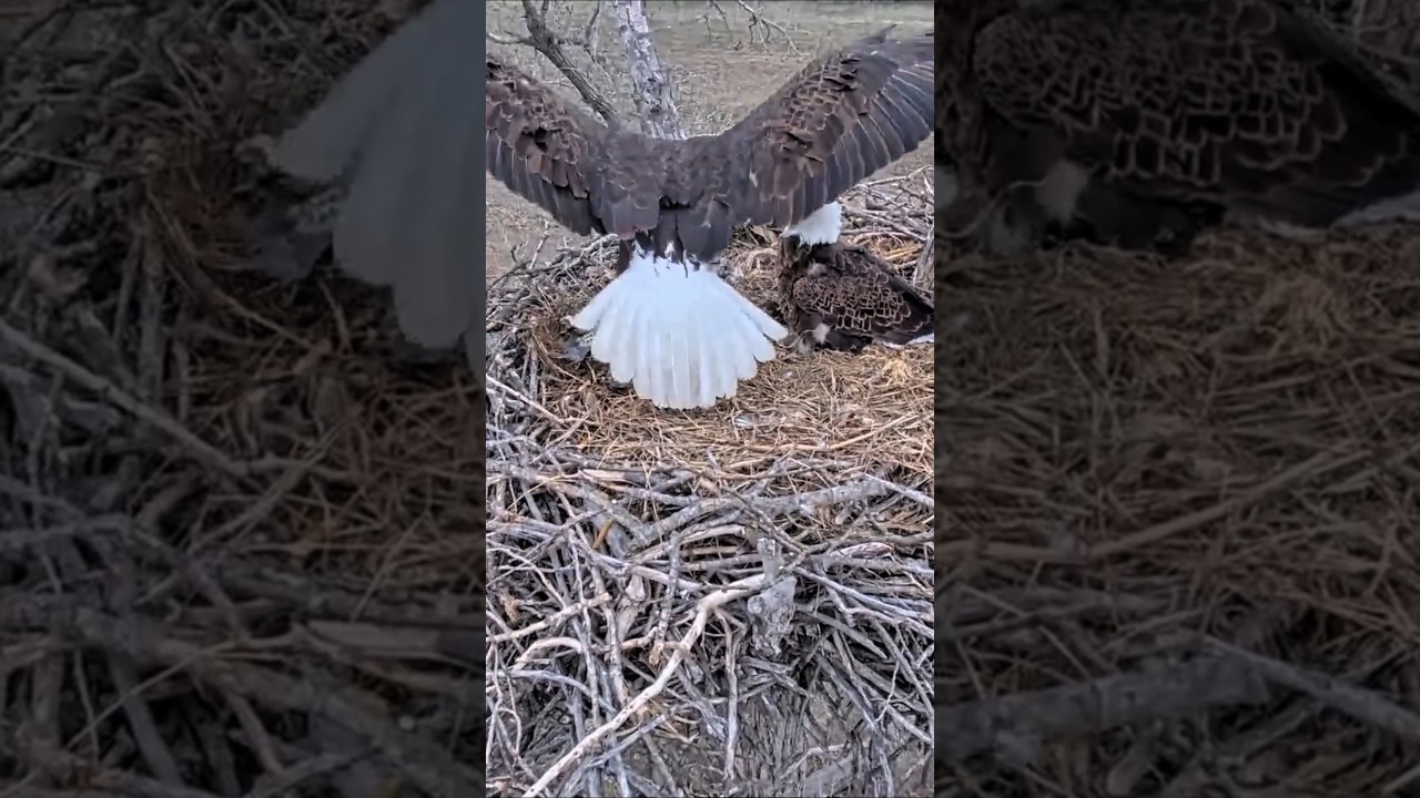 #birds #nest #wildlife #animals #nature #birdofprey #eagle #falcon #baldeagle