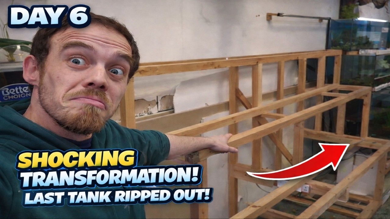 last tank removed SHOCKING transformation #aquarium