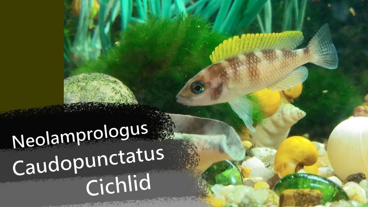 Neolamprologus Caudopunctatus | Dwarf Cichlid
