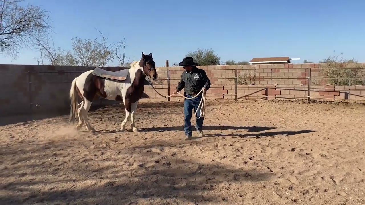 AZHT: How to get a horse used to the blanket - Do this before putting a saddle on them