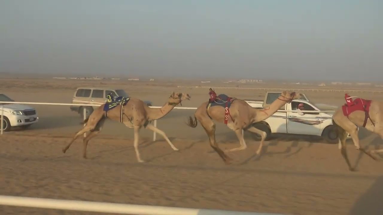 الشوط الرئيسي للثانيا بكار 6كم ( فزعة/ سالم بن عيد الحويطي )