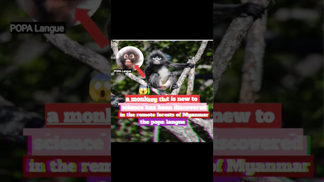 Popa langue New monkey discover 😱| science 🧪| #science #monkey #new #shorts