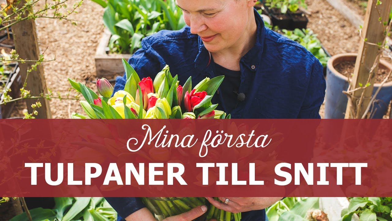 Mina första tulpaner till snitt - odlade i tunnelväxthus