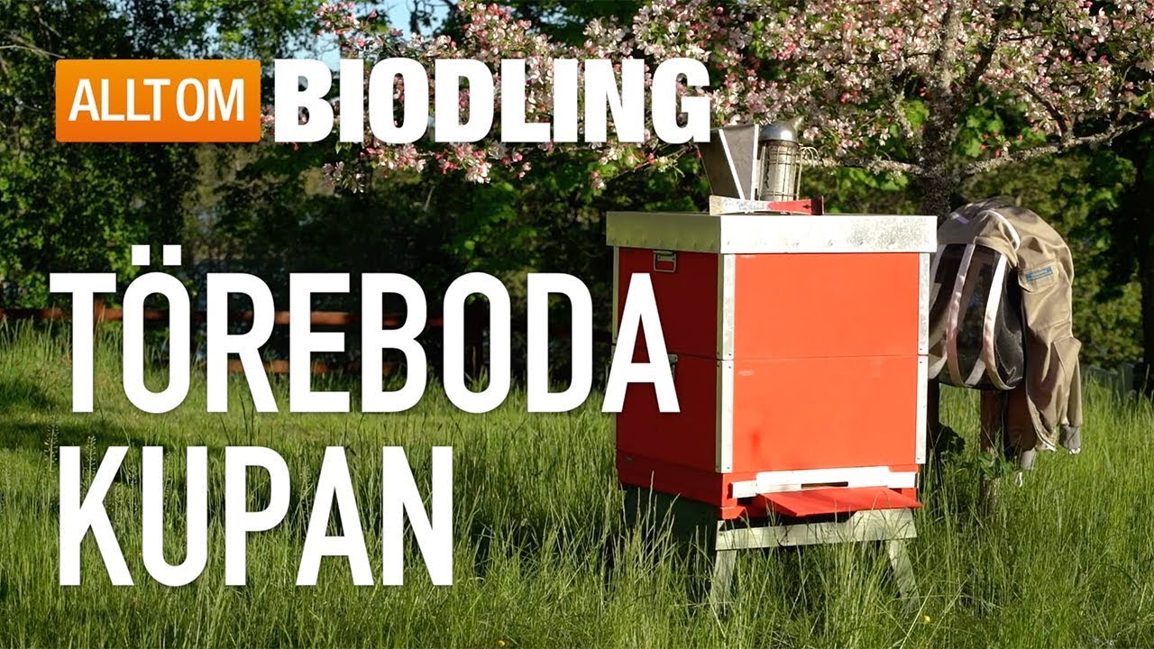 T&ouml;reboda-kupan - Bikupa - Biodling