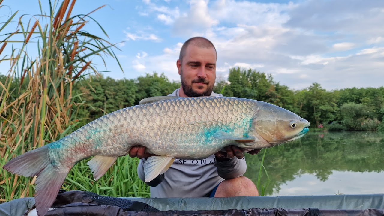 Dyno Lake - sectorul B - prezentare standuri   ///#wlc #wlc #redsquid #carp #carpfishing #crap #spp