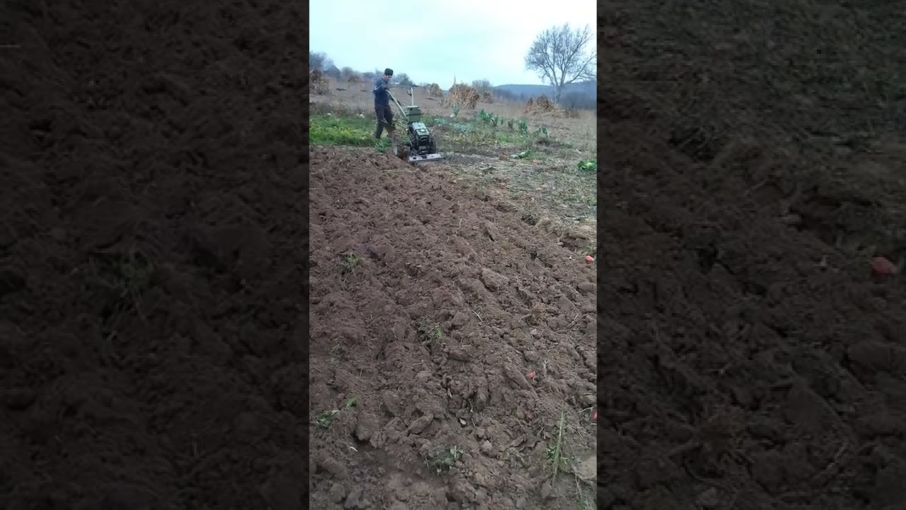 motocultor zubr la arat