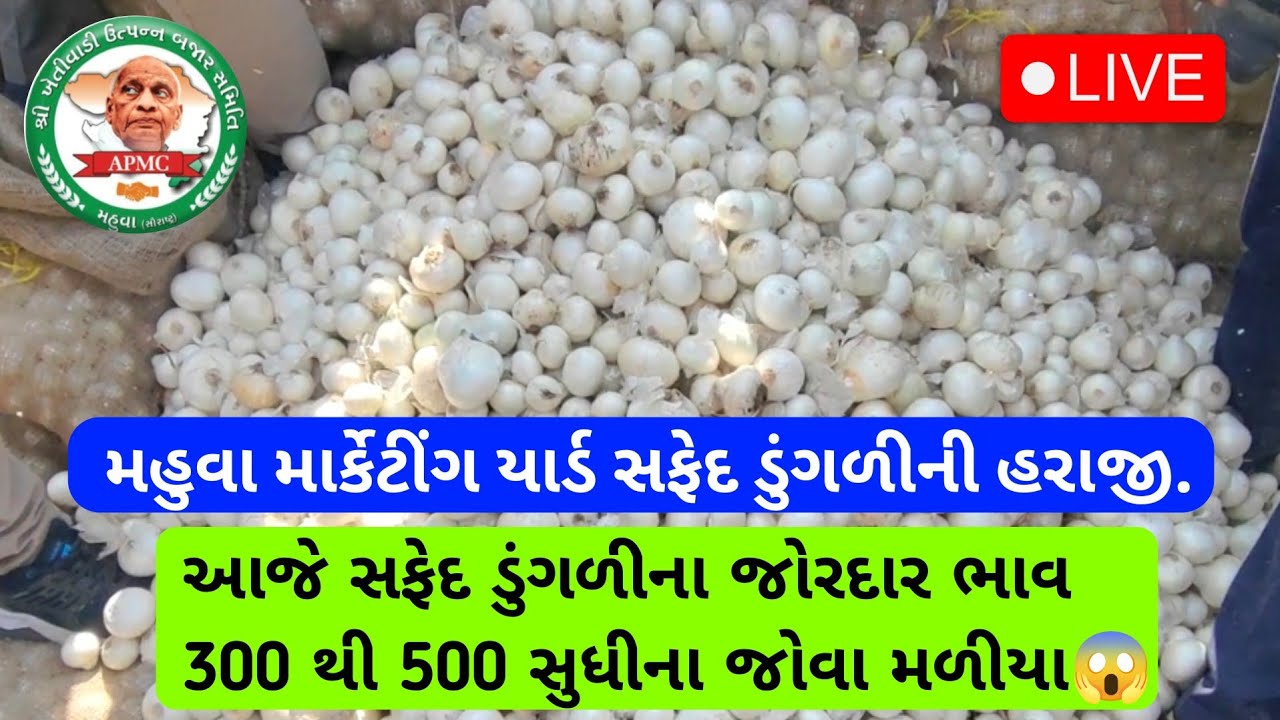 Mahuva Market Yard Bajar Bhav | સફેદ ડુંગળીમા આજે ફુલ તેજી ₹300 થી 550 સુધી😱 @MahuvaOnionRateChannel