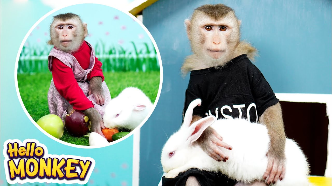 Monkey Bobo Prepares Breakfast For Rabbits 🥕🍏🐇