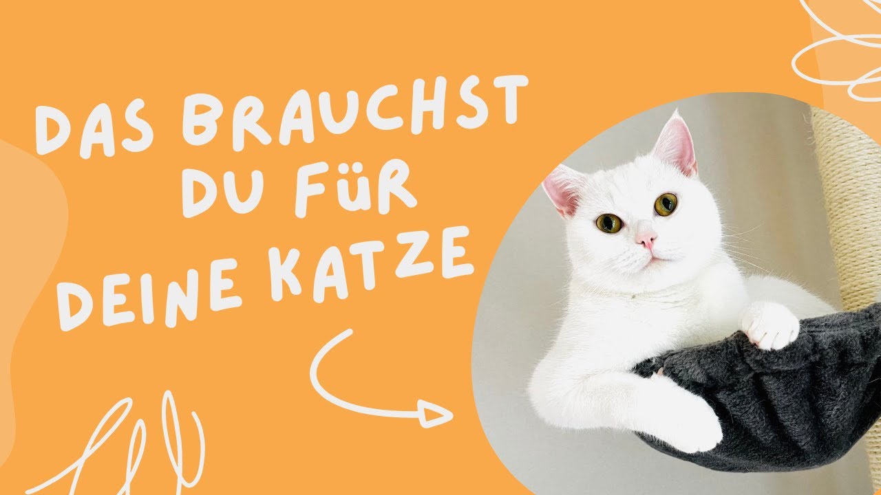 Grundausstattung f&uuml;r deine Katze | Diese Erstausstattung f&uuml;r deine Katze brauchst du unbedingt!