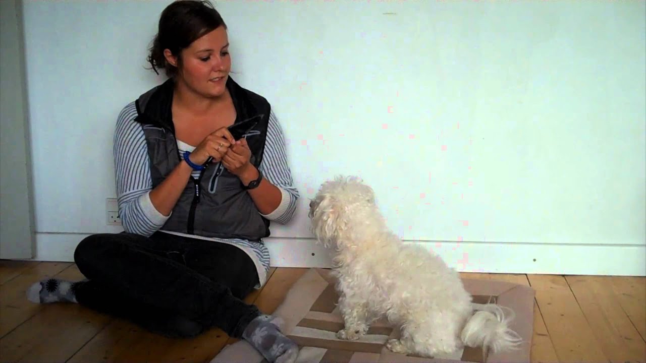 Lær din hund ikke at gø