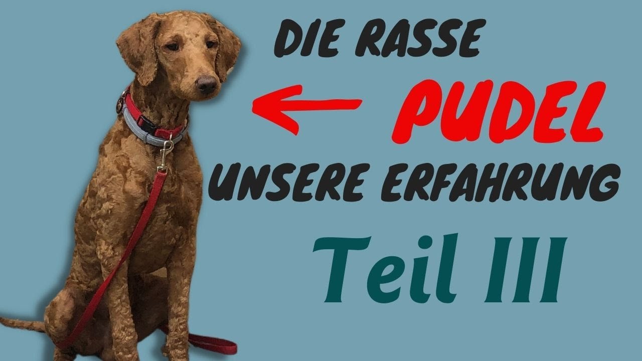 Pudel Rassecheck | Unsere Erfahrung mit Pudeln | Bellen, Familienhund, Anfängerhund... | Teil 3