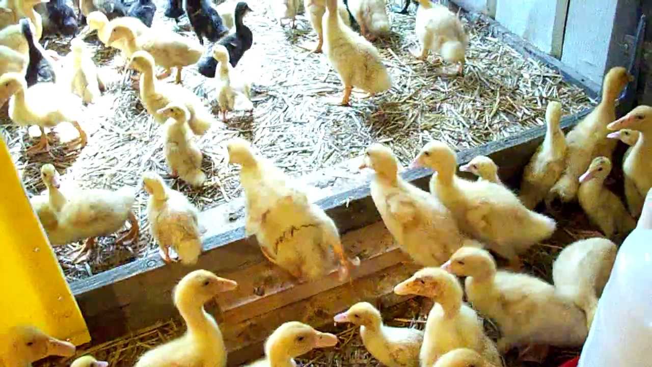 Ducklings Move Into Their New Home Let The Fun & Games Begin #10 Raising Ducks - Day 15