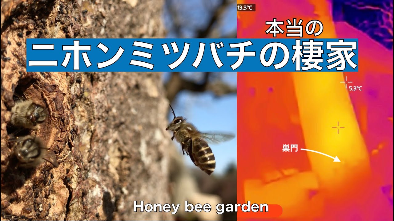 木の洞に入ったまま引っ越ししてもらいました ニホンミツバチ樹洞自然巣群の移動