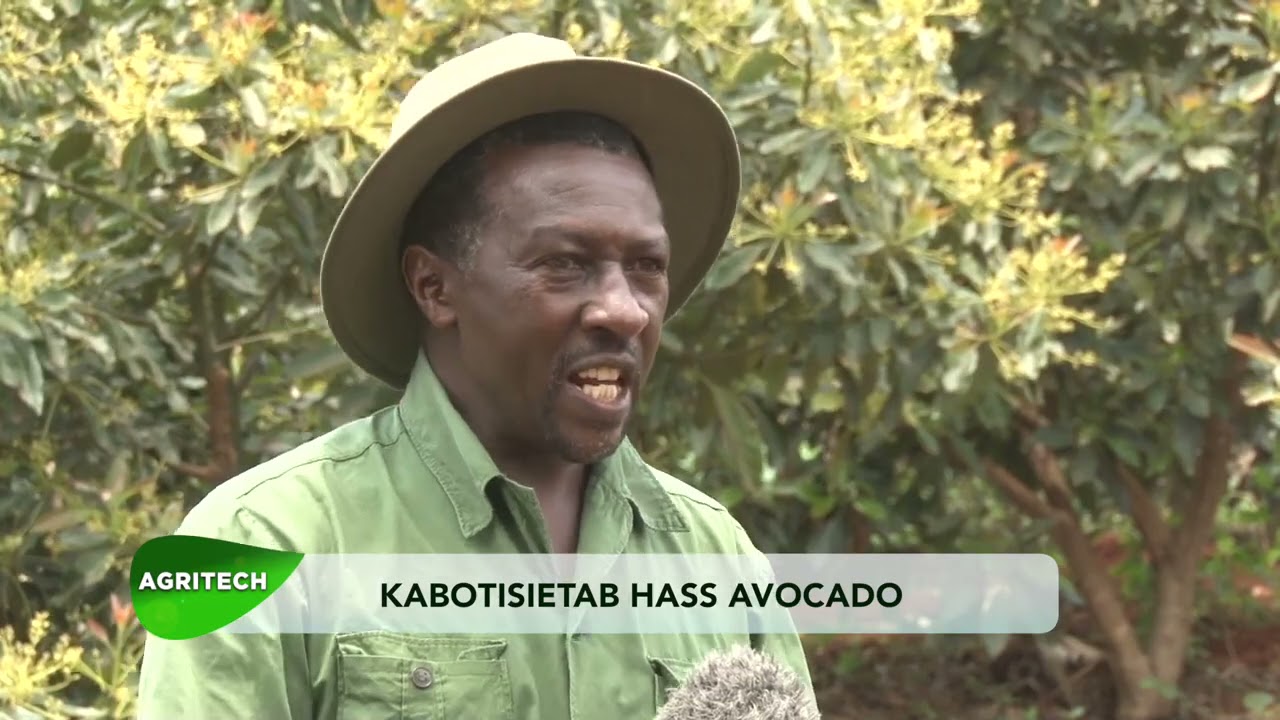 Nyeri Kabotisietab Avocados