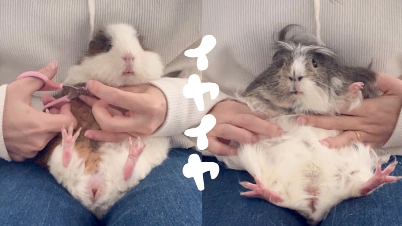 イヤイヤ期到来（音量大きめ推奨）【モルモットの爪切り】Guinea pig nail clippers