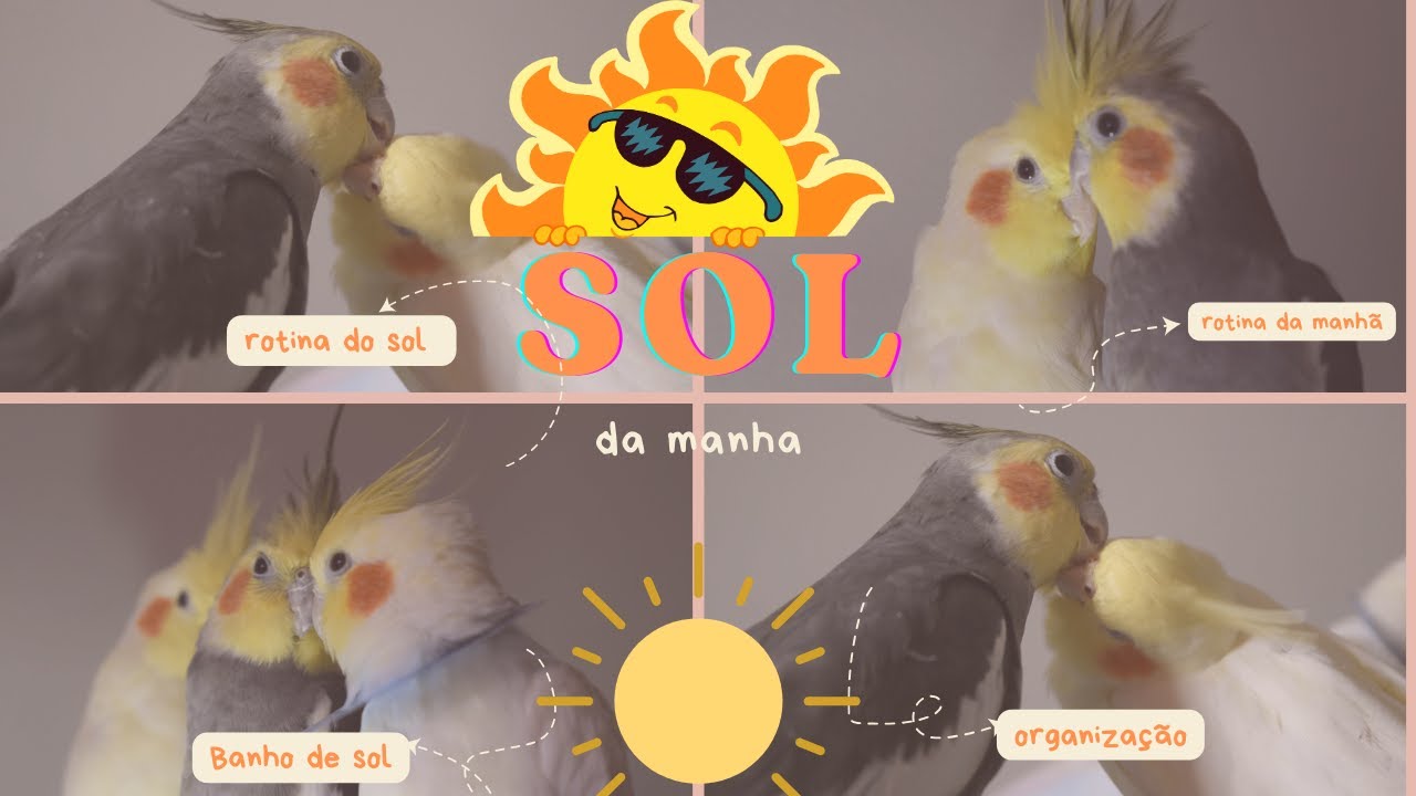 Calopsita tomando sol #calopsita #calopsitalove #brincadeiras #calopsitasmansa #cantando #seguran&ccedil;a