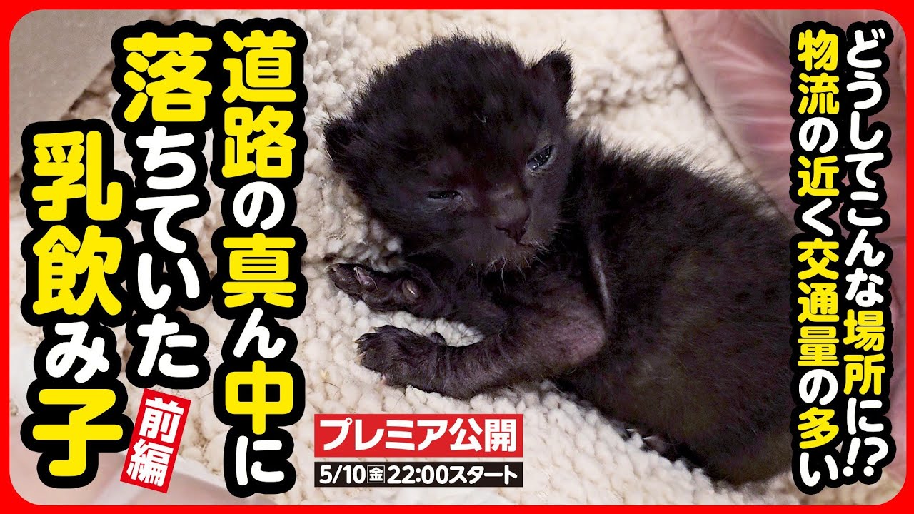 【子猫 保護】道路の真ん中に落ちていた乳飲み子を保護しました【前編】