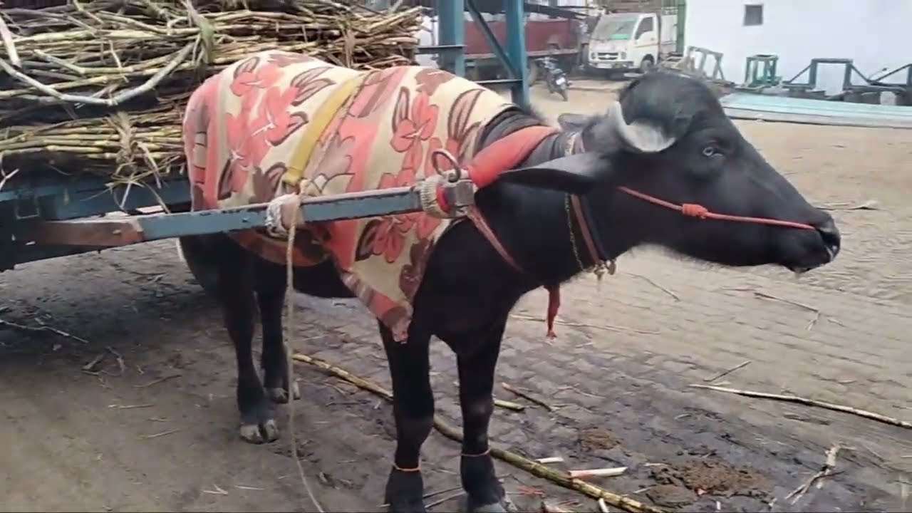 अजगर और जमपी दोनो एक साथ तितावी शूगर मिल मे #trending #video #viral #animals