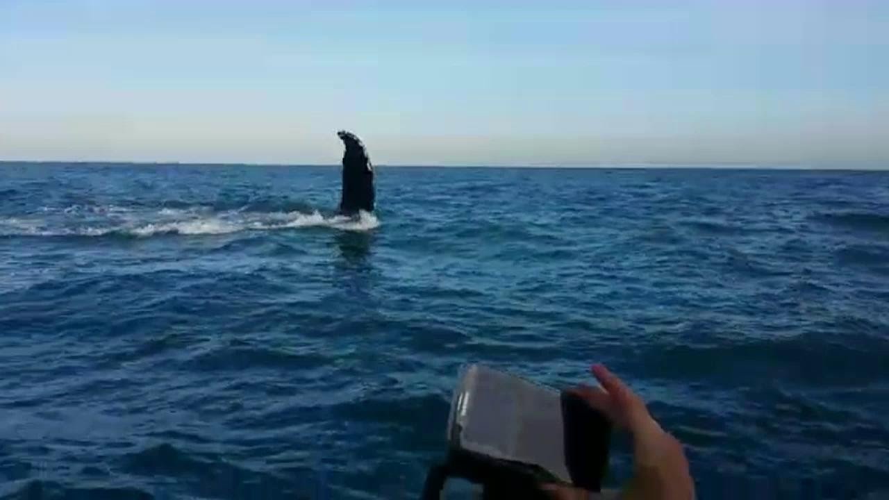 Bultrug gezien voor Nederlandse kust