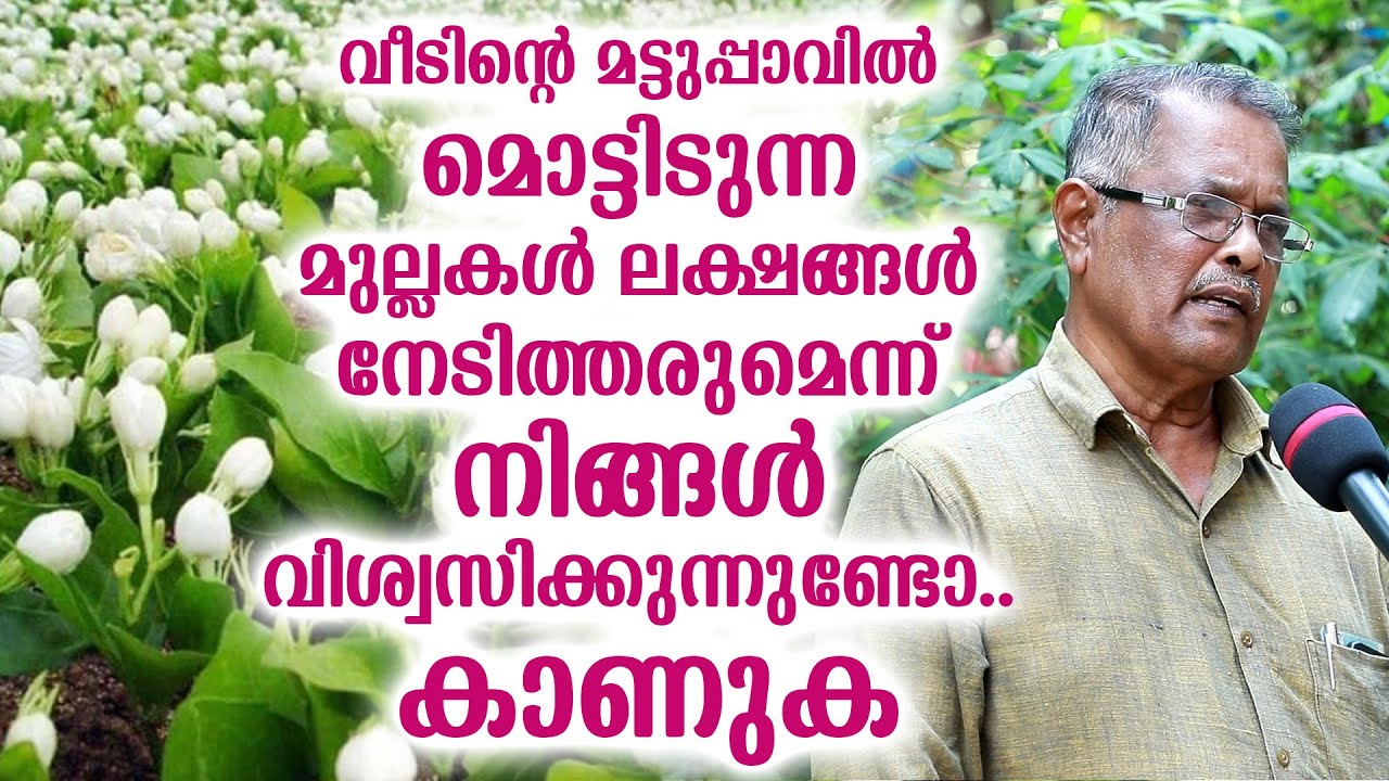 വീടിന്റെ മട്ടുപ്പാവിൽ മൊട്ടിടുന്ന മുല്ലകൾ ലക്ഷങ്ങൾ നേടിത്തരുമെന്ന് നിങ്ങൾ വിശ്വസിക്കുന്നുണ്ടോ, കാണുക