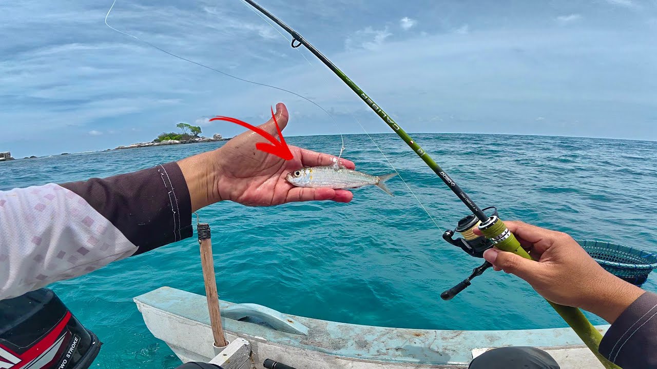MANCING DENGAN UMPAN IKAN HIDUP 1 EKOR !!!, TES ROD DAIDO CALIBER X REEL DAIDO XHADOW