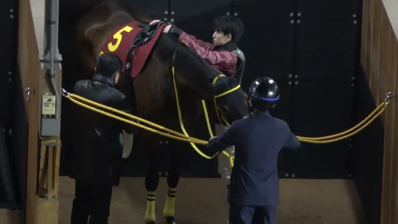【クイーン賞2026】鞍付けしているテンカジョウが可愛い＋全頭パドック 現地映像