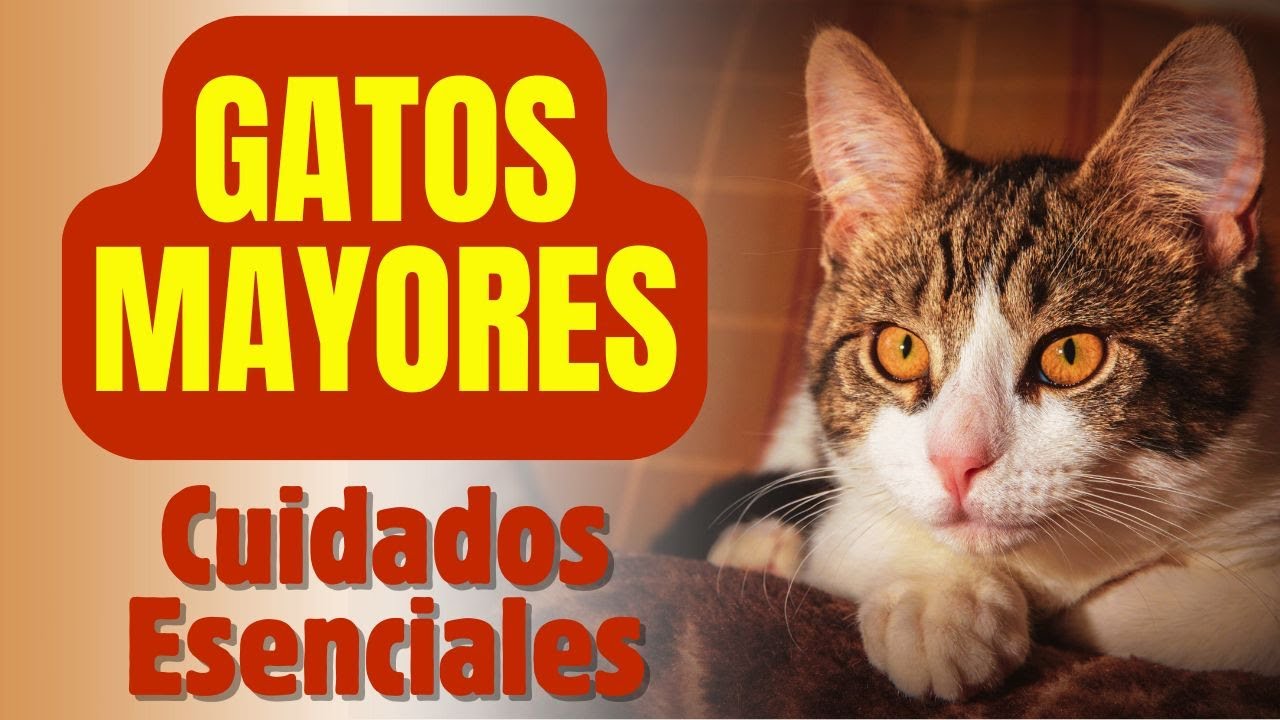Consejos fáciles para gatos viejitos