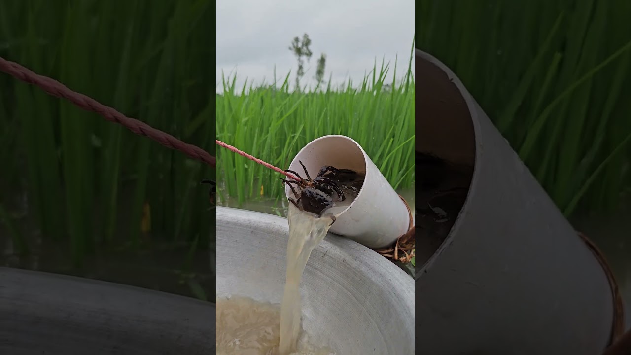 Unbelievable Fishing Technique