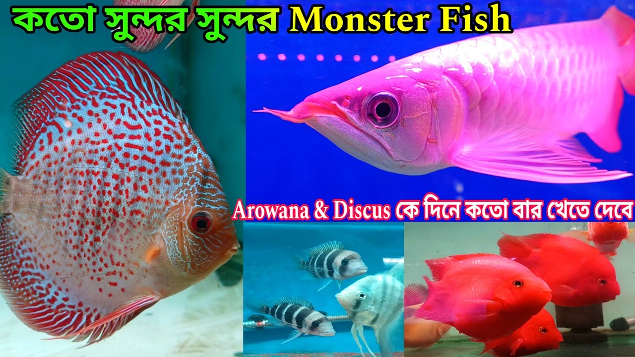সুন্দর সুন্দর Monster Aquarium Fish | Babai Aquatic Khardaha | Aquarium Fish  Shop Babai Aquatic 