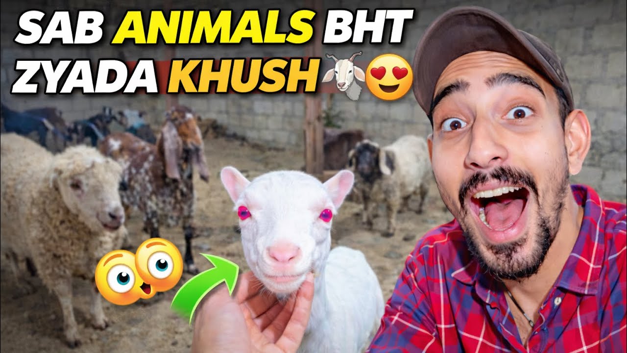 AJ MINI ZOO MEIN SAB ANIMALS HO GAYE KHUSH 😍🐐