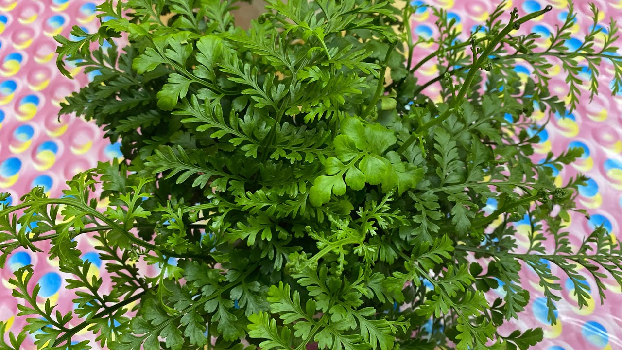 Talking plants…how to propagate #asplenium Parvati (#Mother Ferm)