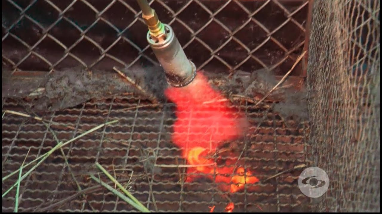 Flameado para la limpieza de jaulas de conejos