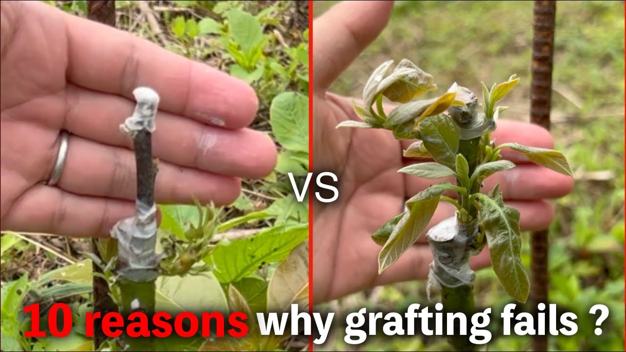 10 reasons why grafting fails?