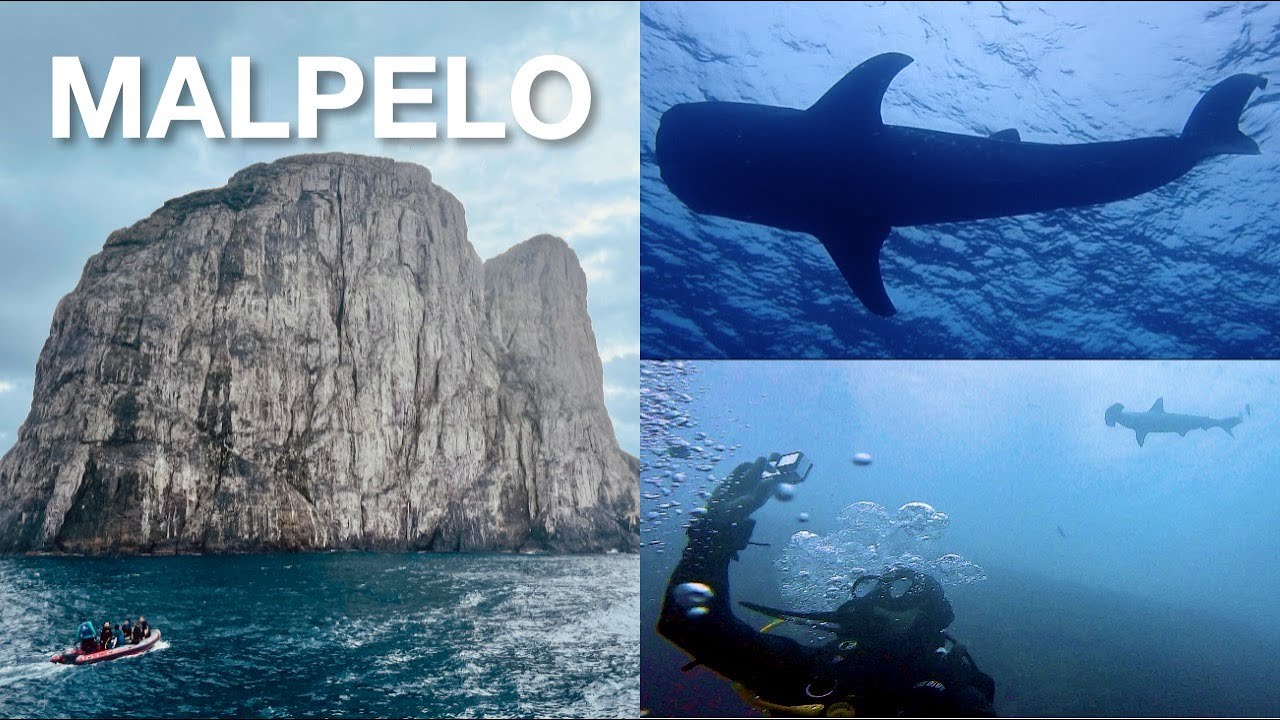 Malpelo Dive Expedition 2021 (FULL) 4K